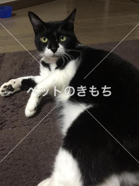 迷子猫の画像