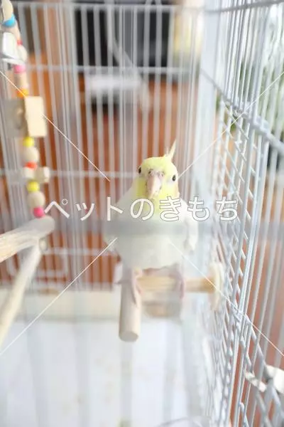 迷子鳥の画像