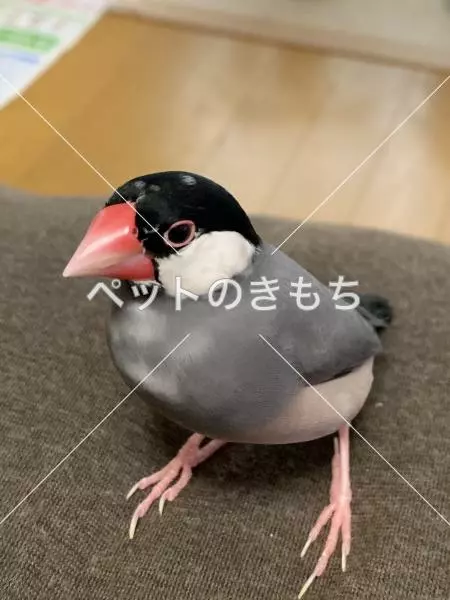迷子鳥の画像
