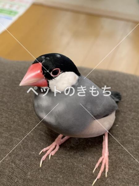 迷子鳥の画像