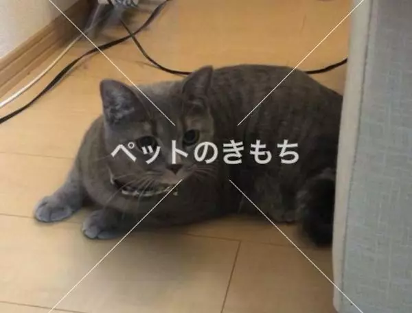 迷子猫の画像