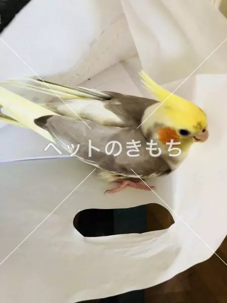 迷子鳥の画像
