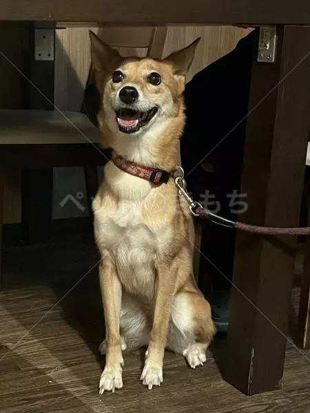 コメントの画像