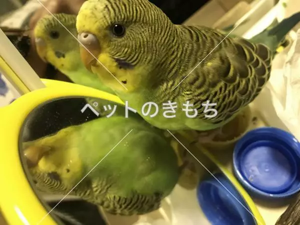 迷子鳥の画像