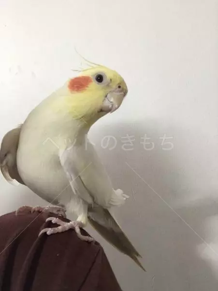 保護鳥の画像