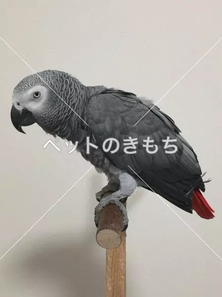 迷子鳥の画像
