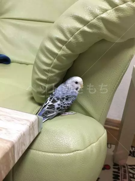 迷子鳥の画像