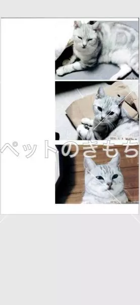 迷子猫の画像
