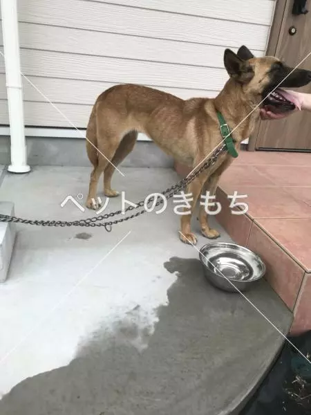 コメント投稿の画像