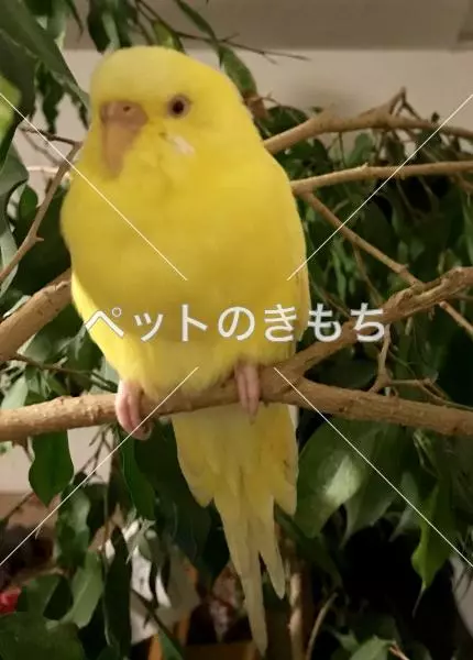 迷子鳥の画像