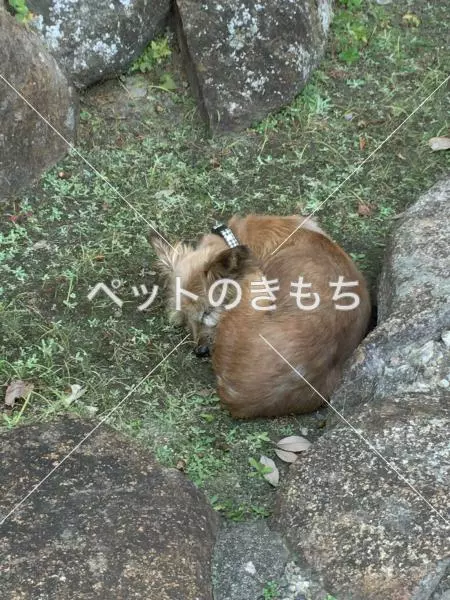 コメント投稿の画像