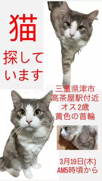 迷子猫の画像