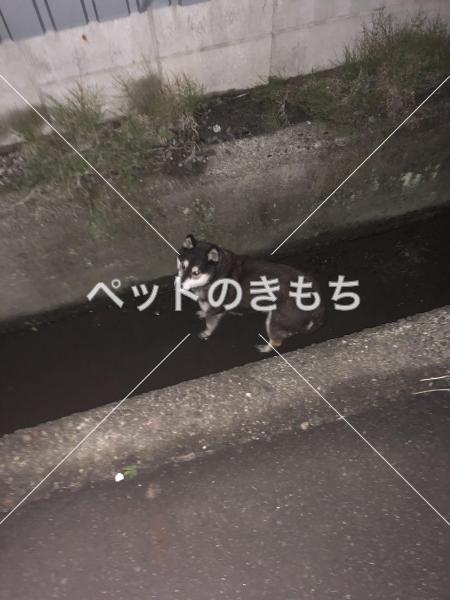 迷い犬の写真