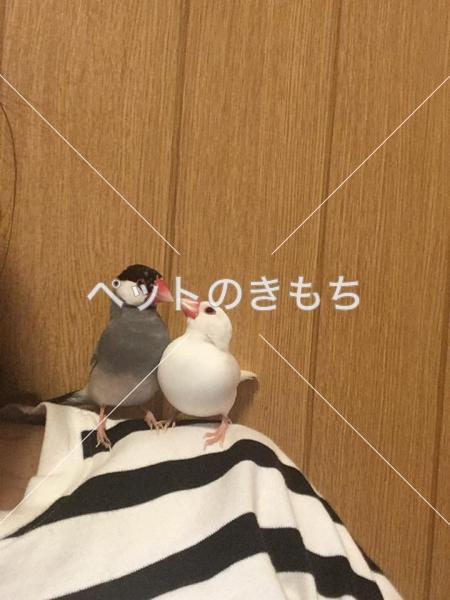 迷子鳥の画像