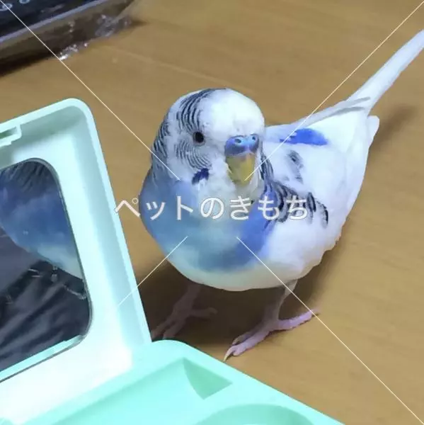 迷子鳥の画像