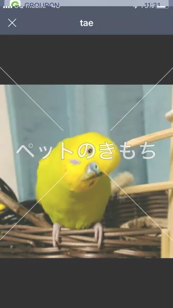 迷子鳥の画像