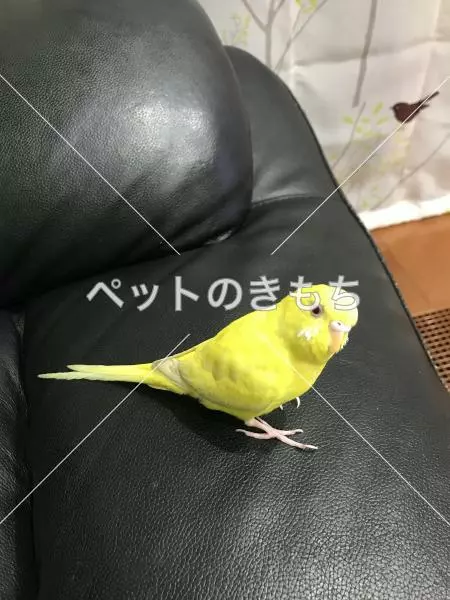 保護鳥の画像