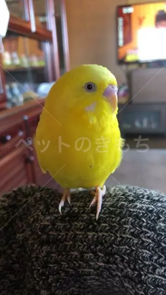 迷子鳥の画像