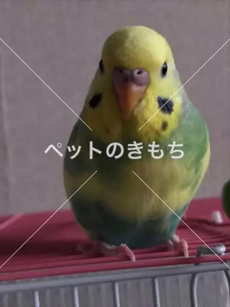迷子鳥の画像
