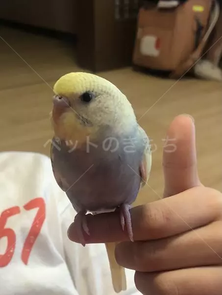 迷子鳥の画像