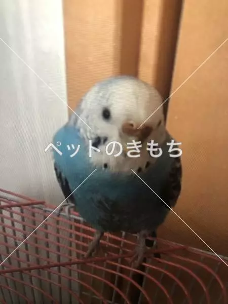 迷子鳥の画像