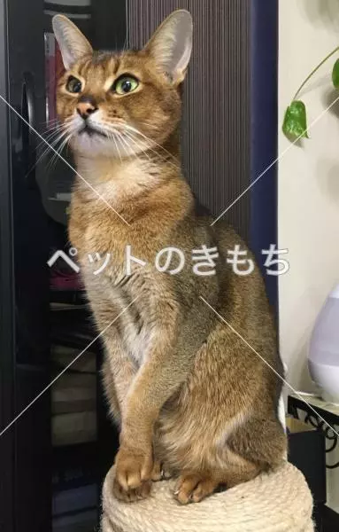 迷子猫の画像