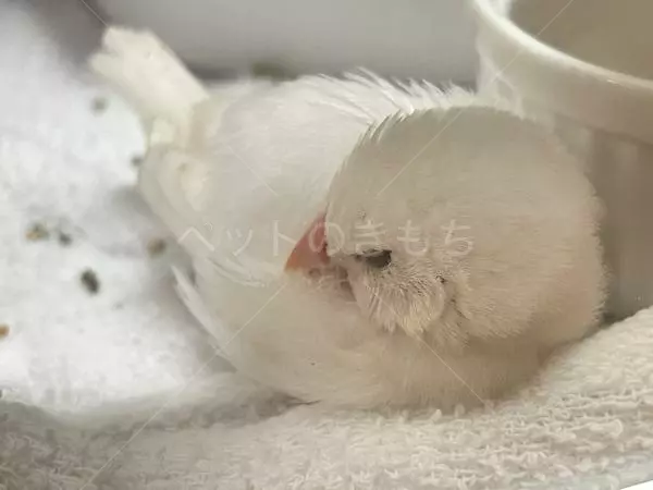 コメントの画像