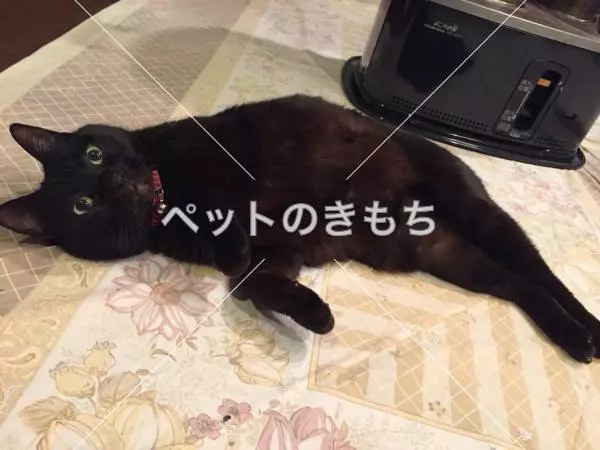 迷子猫の画像