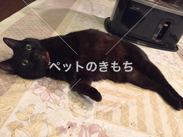 迷子猫の画像