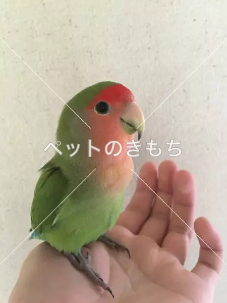 迷子鳥の画像