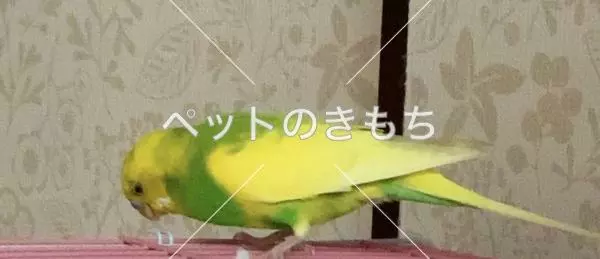 迷子鳥の画像