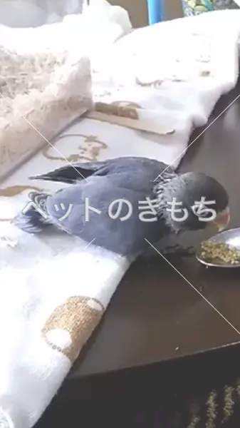 迷子鳥の画像