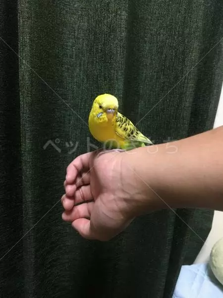 コメント投稿の画像