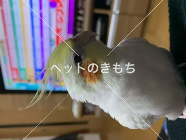 迷子鳥の画像