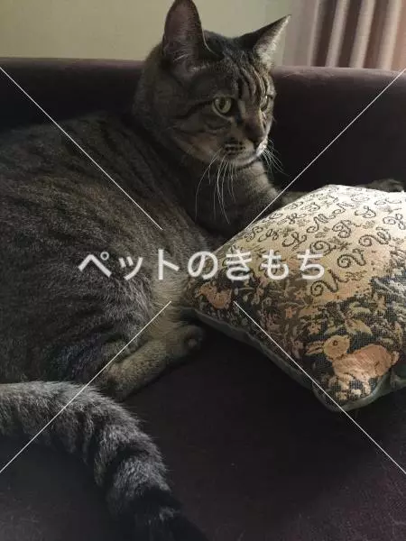 迷子猫の画像