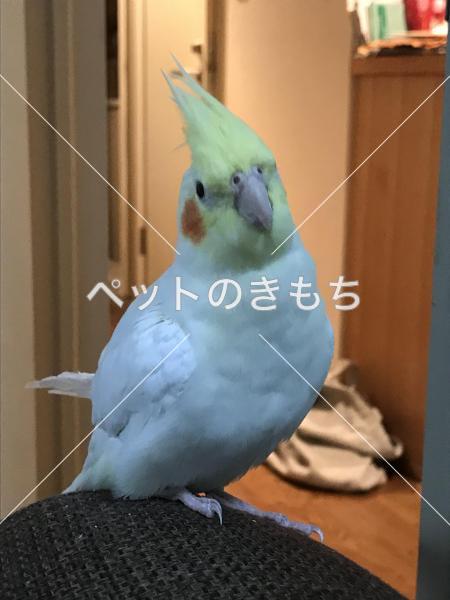 迷い鳥の写真