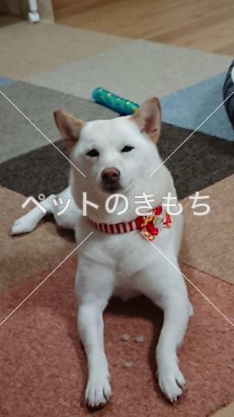 迷い犬の写真