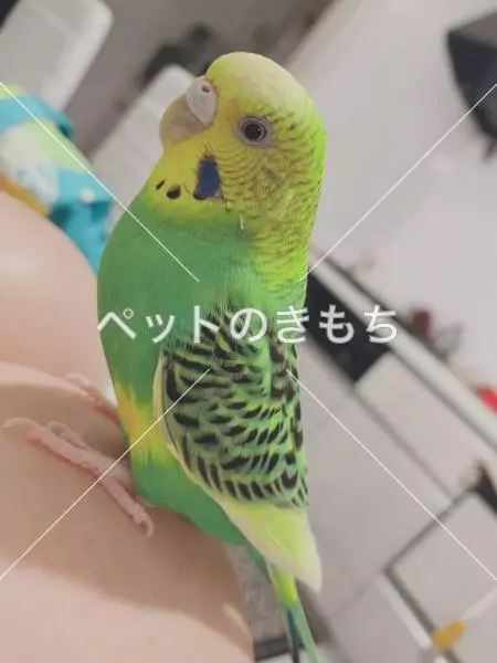 迷子鳥の画像