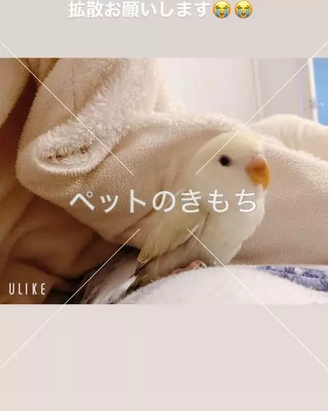 迷子鳥の画像