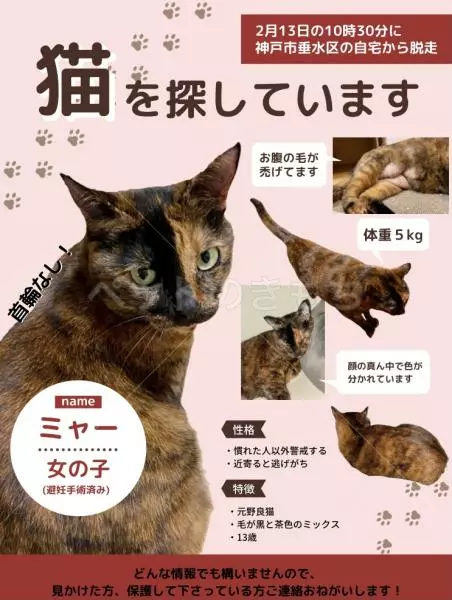 迷子猫の画像