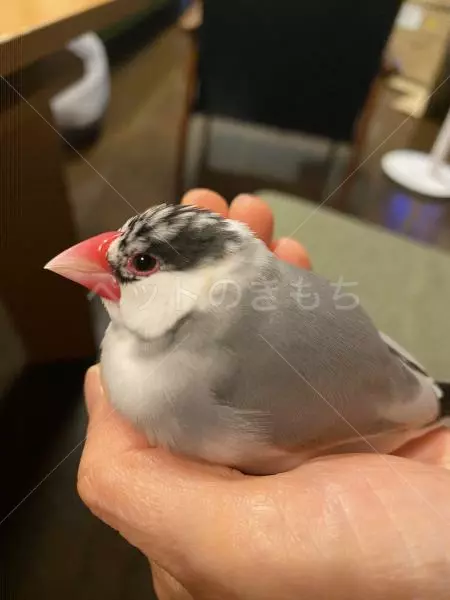 迷子鳥の画像