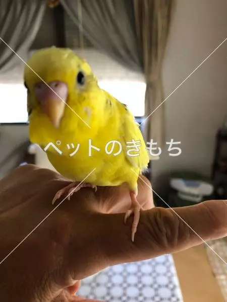 迷子鳥の画像