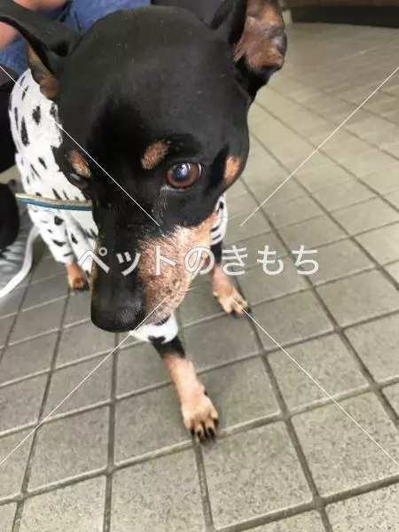 保護犬の画像