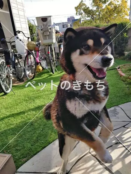 保護犬の画像