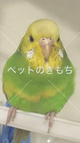 迷子鳥の画像