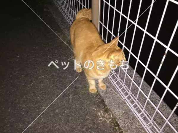 コメント投稿の画像