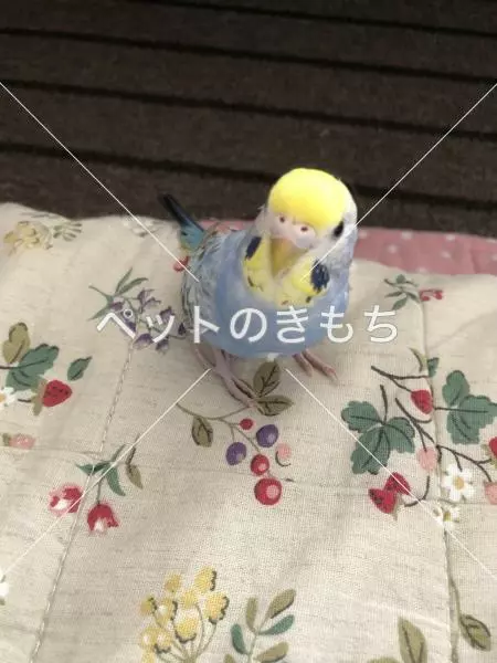 迷子鳥の画像