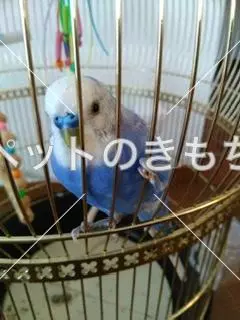 コメント投稿の画像