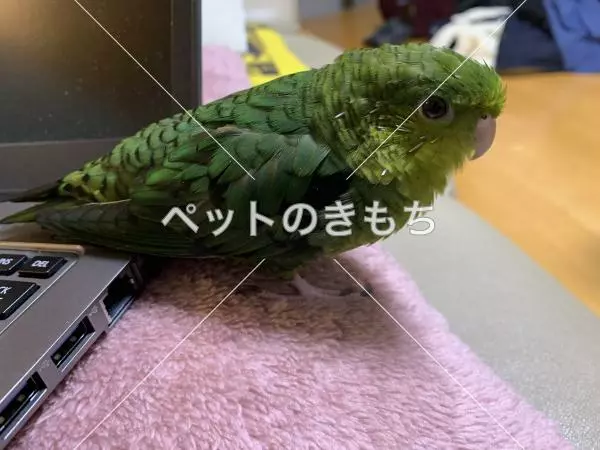 迷子鳥の画像