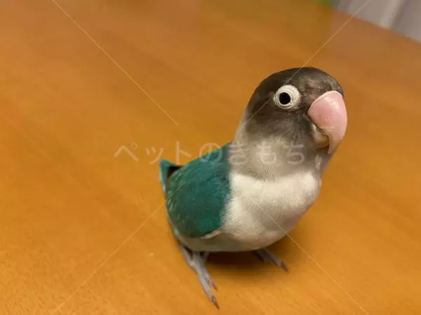 保護鳥の画像
